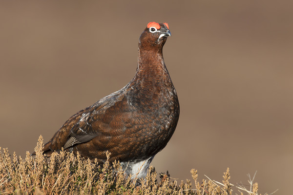 Red Grouse, Scottish Highlands Picture Board by Arterra 