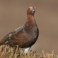 Buy canvas prints of Red Grouse, Scottish Highlands by Arterra 