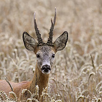 Buy canvas prints of Roe Deer in Field by Arterra 