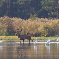 Buy canvas prints of Red Deer and Egrets by Arterra 