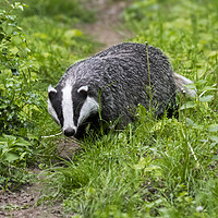 Buy canvas prints of English Badger Walking along Woodland Path by Arterra 