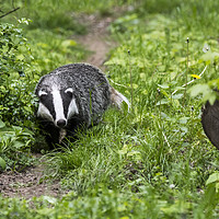Buy canvas prints of Badger on Wildlife Track by Arterra 