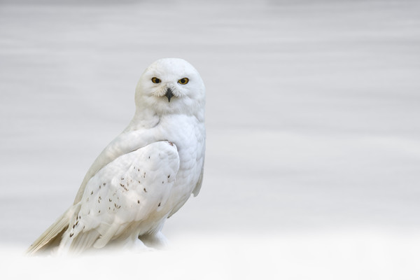 Snowy Owl Picture Board by Arterra 