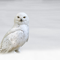 Buy canvas prints of Snowy Owl by Arterra 