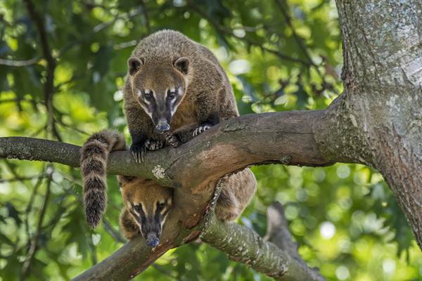 Curious South American Coatis Picture Board by Arterra 