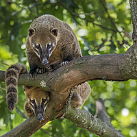 Buy canvas prints of Curious South American Coatis by Arterra 