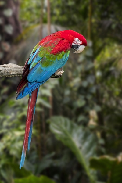 Red-and-green Macaw Picture Board by Arterra 