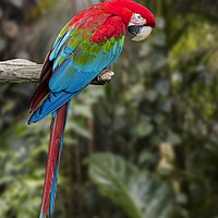 Buy canvas prints of Red-and-green Macaw by Arterra 