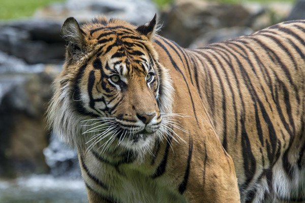 Sumatran Tiger in River Picture Board by Arterra 