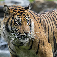 Buy canvas prints of Sumatran Tiger in River by Arterra 