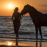 Buy canvas prints of Horse on the Beach by Arterra 