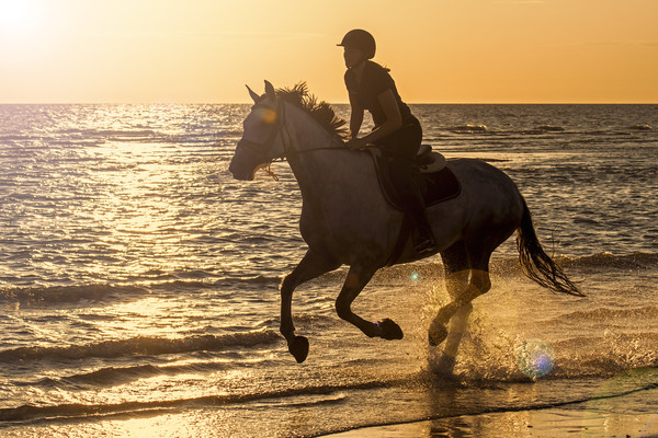 Galloping at Sunset Picture Board by Arterra 