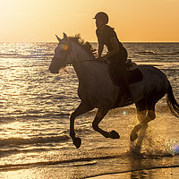 Buy canvas prints of Galloping at Sunset by Arterra 