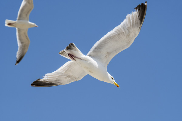 Flying Gulls Picture Board by Arterra 