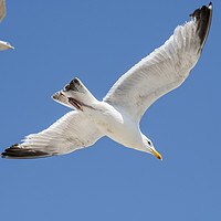Buy canvas prints of Flying Gulls by Arterra 