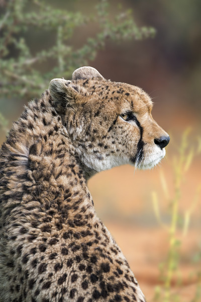 Sudan Cheetah Picture Board by Arterra 