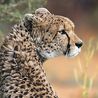 Buy canvas prints of Sudan Cheetah by Arterra 