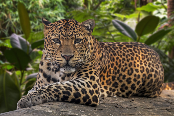 Javan Leopard Picture Board by Arterra 