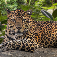 Buy canvas prints of Javan Leopard by Arterra 
