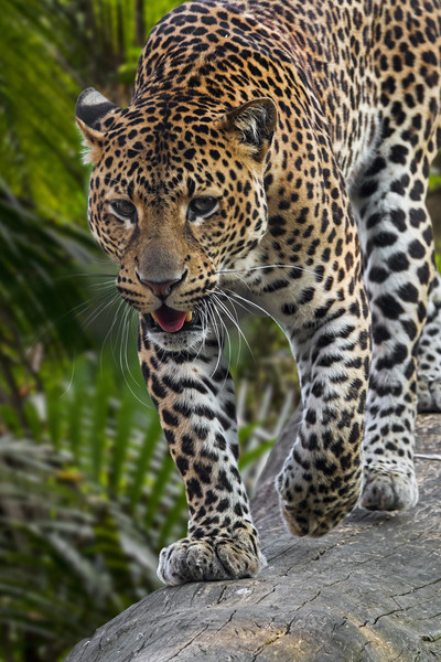 Hunting Leopard Picture Board by Arterra 
