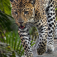 Buy canvas prints of Hunting Leopard by Arterra 