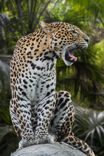 Roaring Leopard Picture Board by Arterra 
