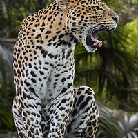 Buy canvas prints of Roaring Leopard by Arterra 