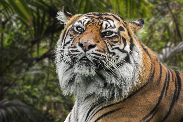 Sumatran Tiger Picture Board by Arterra 
