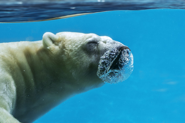 Polar Bear Diving Picture Board by Arterra 