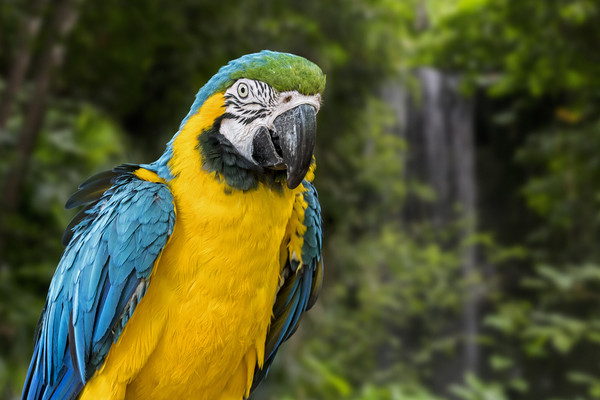 Blue-and-Yellow Macaw Picture Board by Arterra 