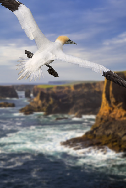 Northern Gannet at Eshaness Picture Board by Arterra 