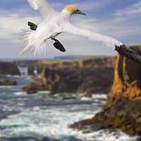 Buy canvas prints of Northern Gannet at Eshaness by Arterra 