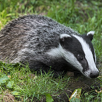 Buy canvas prints of Young Badger by Arterra 