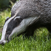 Buy canvas prints of Foraging Badger by Arterra 
