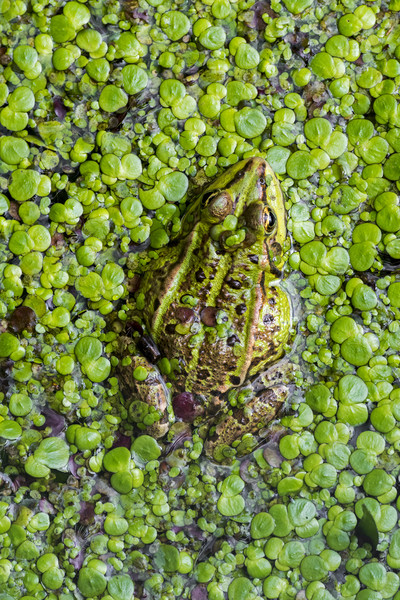Green Frog Picture Board by Arterra 