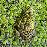 Buy canvas prints of Green Frog by Arterra 