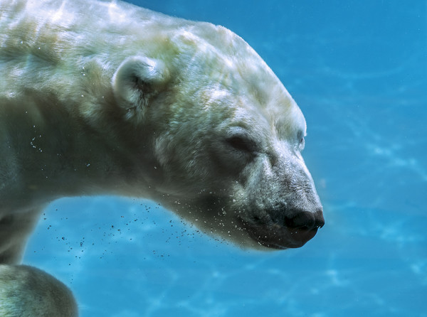 Polar Bear Swimming Underwater Picture Board by Arterra 