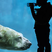 Buy canvas prints of Little Boy Watching Polar Bear by Arterra 