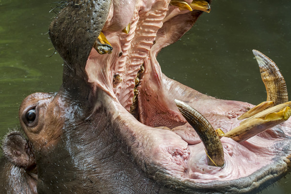 Hippo Teeth Picture Board by Arterra 