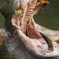 Buy canvas prints of Hippo Teeth by Arterra 