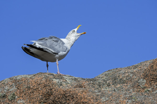 Herring Gull Calling Picture Board by Arterra 