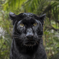 Buy canvas prints of Black Panther by Arterra 