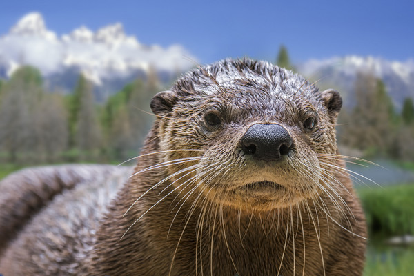 North American River Otter Picture Board by Arterra 