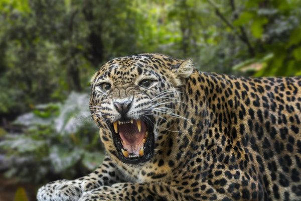 Sri Lankan Leopard Picture Board by Arterra 