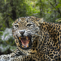 Buy canvas prints of Sri Lankan Leopard by Arterra 