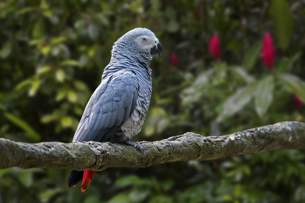 Congo Grey Parrot Picture Board by Arterra 