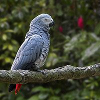Buy canvas prints of Congo Grey Parrot by Arterra 