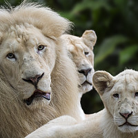 Buy canvas prints of White Lion Pride by Arterra 