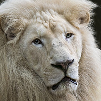 Buy canvas prints of White Lion by Arterra 