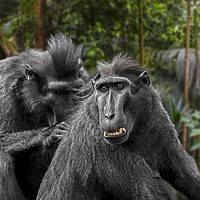 Buy canvas prints of Celebes Crested Macaques by Arterra 